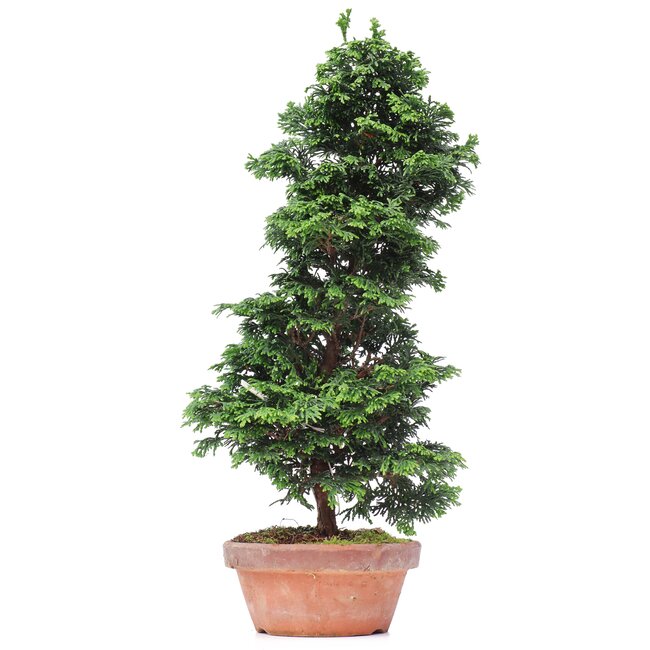 Chamaecyparis obtusa, 40 cm, ± 10 jaar oud