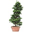 Chamaecyparis obtusa, 40 cm, ± 10 years old