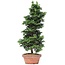 Chamaecyparis obtusa, 40 cm, ± 10 jaar oud