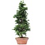 Chamaecyparis obtusa, 40 cm, ± 10 jaar oud