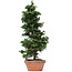 Chamaecyparis obtusa, 40 cm, ± 10 years old