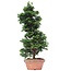 Chamaecyparis obtusa, 40 cm, ± 10 jaar oud