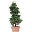 Chamaecyparis obtusa, 40 cm, ± 10 jaar oud