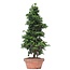 Chamaecyparis obtusa, 40 cm, ± 10 años