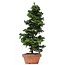 Chamaecyparis obtusa, 40 cm, ± 10 años