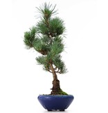 Pinus parviflora Goyomatsu, 41 cm, ± 8 Jahre alt