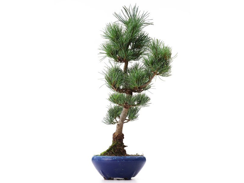 Pinus parviflora Goyomatsu, 41 cm, ± 8 jaar oud