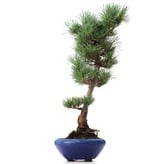 Pinus parviflora Goyomatsu, 39 cm, ± 8 jaar oud