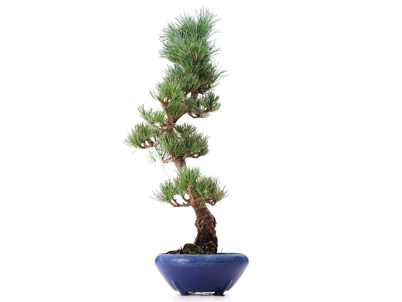 Pinus parviflora Goyomatsu, 41 cm, ± 8 Jahre alt