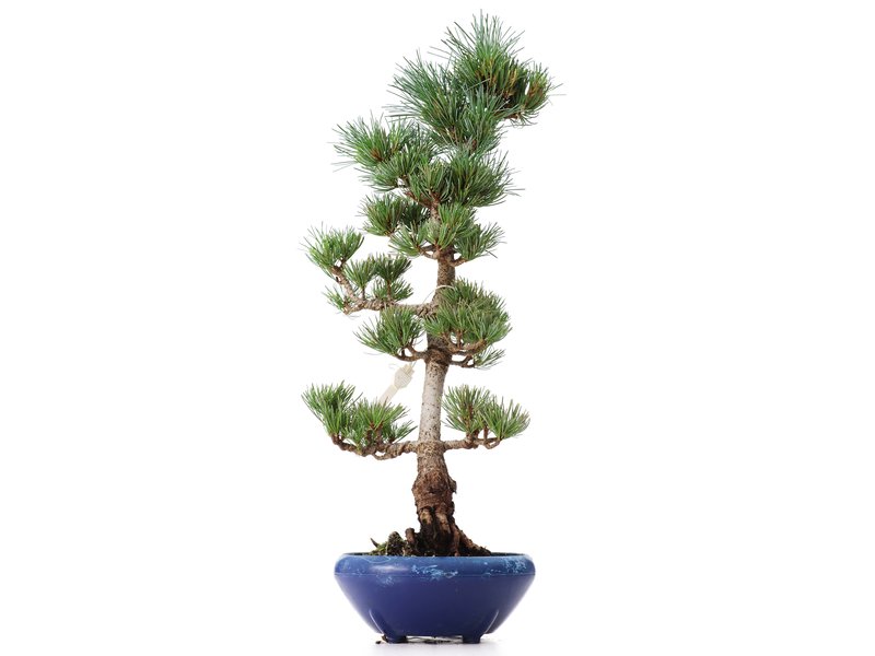 Pinus parviflora Goyomatsu, 41 cm, ± 8 jaar oud