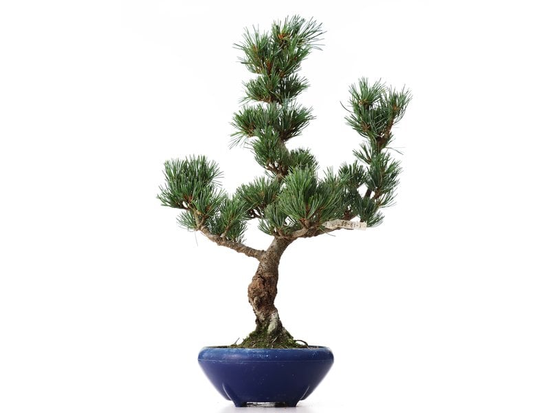 Pinus parviflora Goyomatsu, 40,5 cm, ± 8 jaar oud