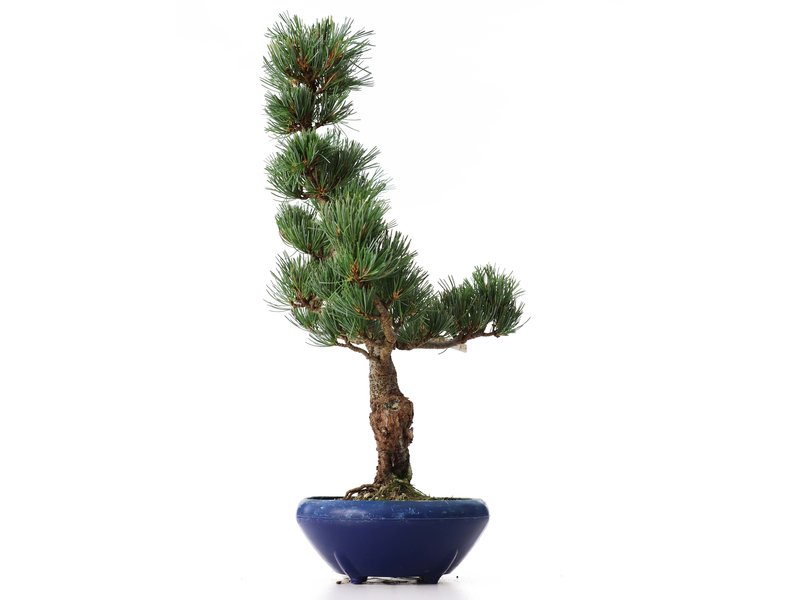 Pinus parviflora Goyomatsu, 40,5 cm, ± 8 jaar oud