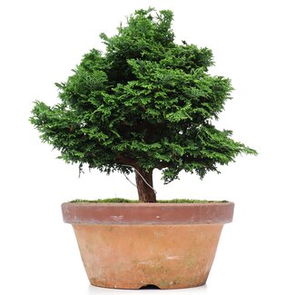 Chamaecyparis obtusa, 30 cm, ± 20 años