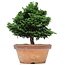 Chamaecyparis obtusa, 30 cm, ± 20 years old