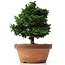 Chamaecyparis obtusa, 30 cm, ± 20 Jahre alt