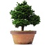 Chamaecyparis obtusa, 30 cm, ± 20 jaar oud