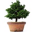 Chamaecyparis obtusa, 30 cm, ± 20 years old