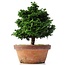 Chamaecyparis obtusa, 30 cm, ± 20 años