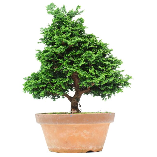 Chamaecyparis obtusa, 36 cm, ± 20 Jahre alt