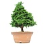 Chamaecyparis obtusa, 36 cm, ± 20 years old