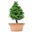 Chamaecyparis obtusa, 36 cm, ± 20 años