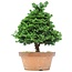 Chamaecyparis obtusa, 36 cm, ± 20 Jahre alt