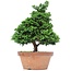 Chamaecyparis obtusa, 36 cm, ± 20 años