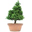 Chamaecyparis obtusa, 36 cm, ± 20 Jahre alt