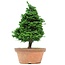 Chamaecyparis obtusa, 36 cm, ± 20 jaar oud