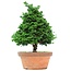 Chamaecyparis obtusa, 36 cm, ± 20 Jahre alt