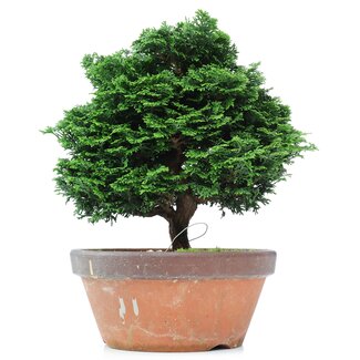 Chamaecyparis obtusa, 28 cm, ± 20 anni