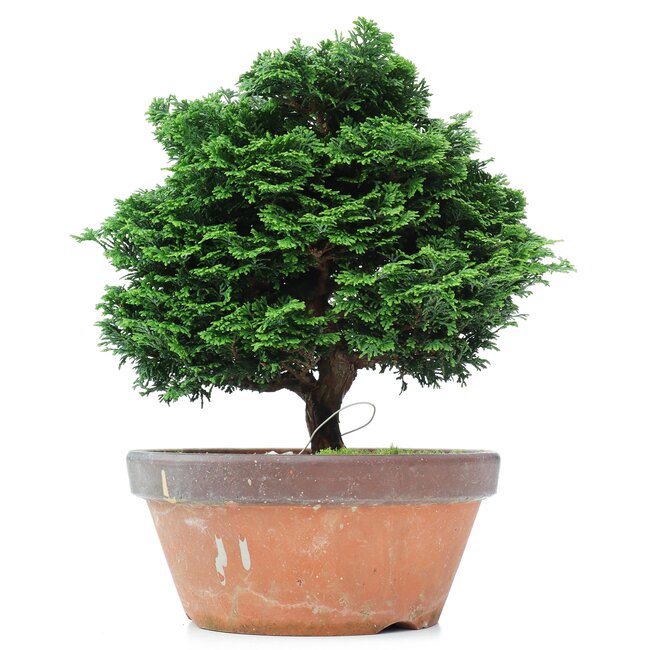 Chamaecyparis obtusa, 28 cm, ± 20 years old