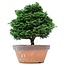 Chamaecyparis obtusa, 28 cm, ± 20 years old