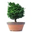 Chamaecyparis obtusa, 28 cm, ± 20 años