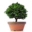 Chamaecyparis obtusa, 28 cm, ± 20 years old