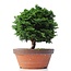 Chamaecyparis obtusa, 28 cm, ± 20 years old