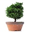 Chamaecyparis obtusa, 28 cm, ± 20 years old