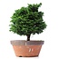 Chamaecyparis obtusa, 28 cm, ± 20 Jahre alt