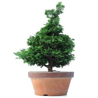 Chamaecyparis obtusa, 37,5 cm, ± 20 jaar oud