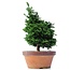 Chamaecyparis obtusa, 37,5 cm, ± 20 jaar oud