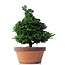 Chamaecyparis obtusa, 37,5 cm, ± 20 jaar oud