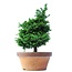 Chamaecyparis obtusa, 37,5 cm, ± 20 Jahre alt