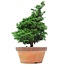 Chamaecyparis obtusa, 37,5 cm, ± 20 años