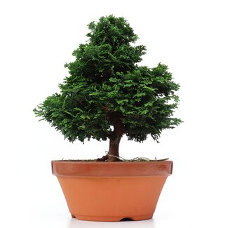 Chamaecyparis obtusa, 31 cm, ± 20 anni