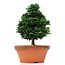 Chamaecyparis obtusa, 31 cm, ± 20 years old