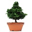 Chamaecyparis obtusa, 31 cm, ± 20 ans