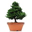 Chamaecyparis obtusa, 31 cm, ± 20 Jahre alt