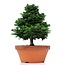 Chamaecyparis obtusa, 31 cm, ± 20 Jahre alt