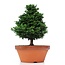 Chamaecyparis obtusa, 31 cm, ± 20 Jahre alt