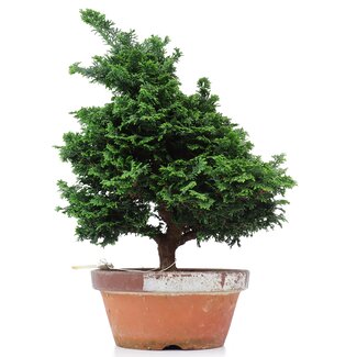 Chamaecyparis obtusa, 39 cm, ± 20 anni